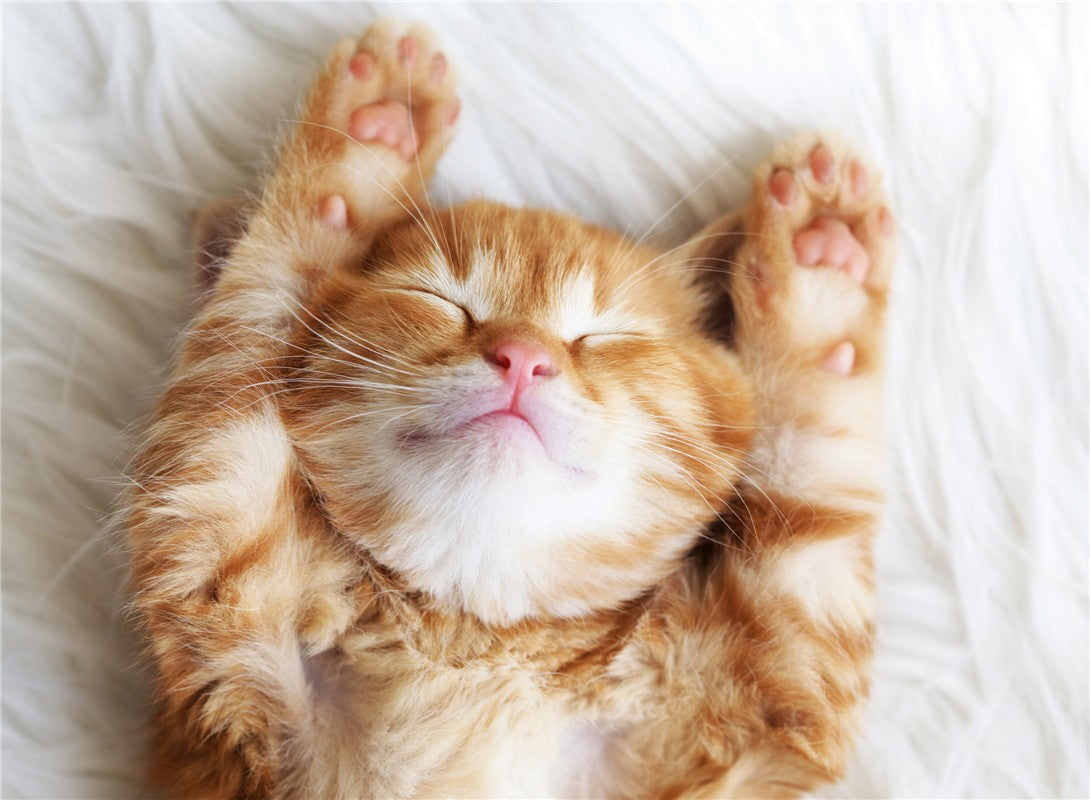 Cachorros: Gatito soñador (500 piezas)