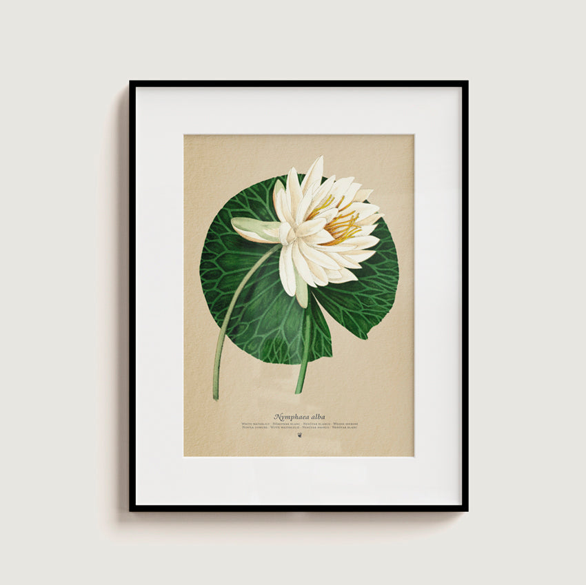 Nymphaea alba