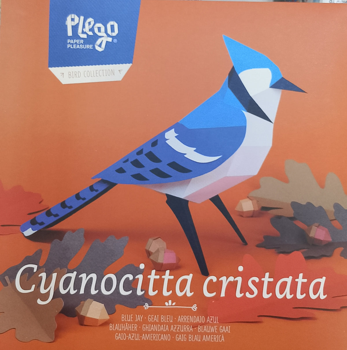 ARRENDAJO AZUL