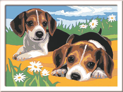 CreArt  - Cachorros Jack Russell