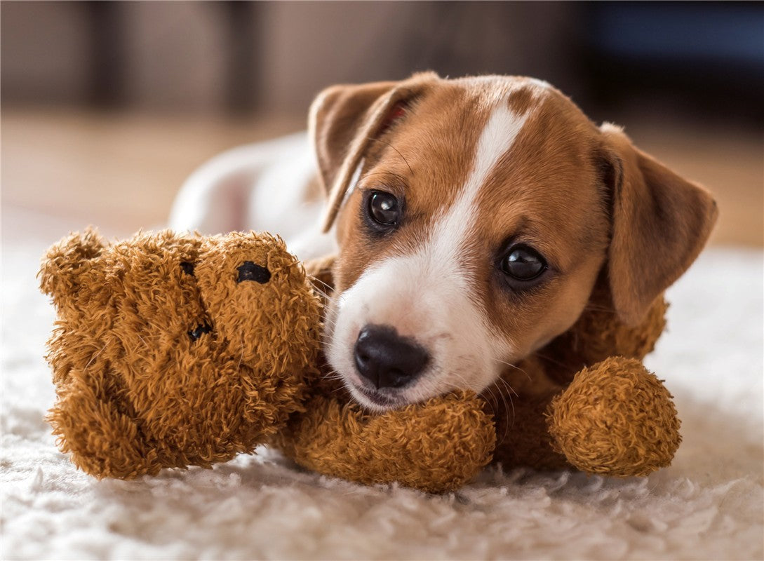 Cachorros: Beagle (500 piezas)