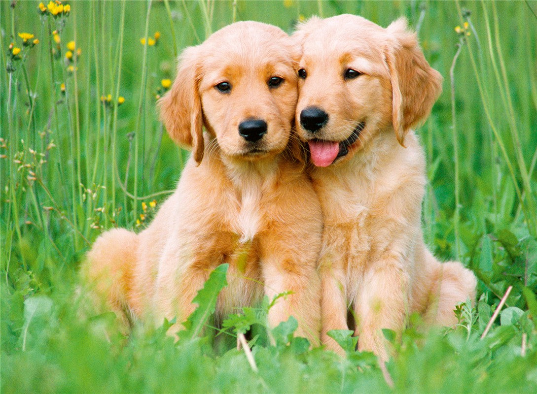 Cachorros: Labradores (500 piezas)