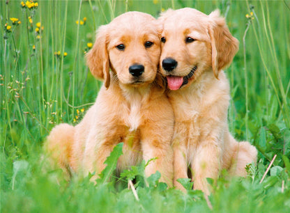 Cachorros: Labradores (500 piezas)