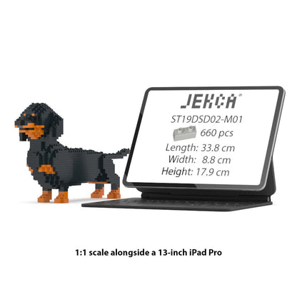 Teckel mediano