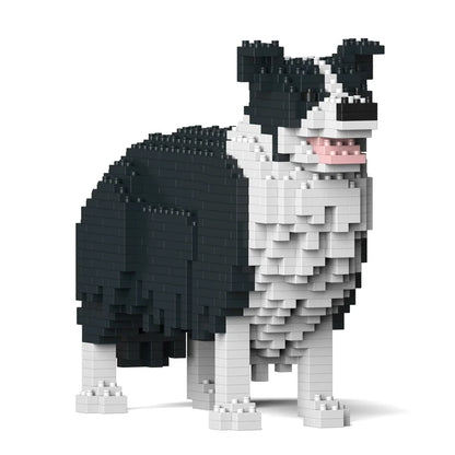BORDER COLLIE