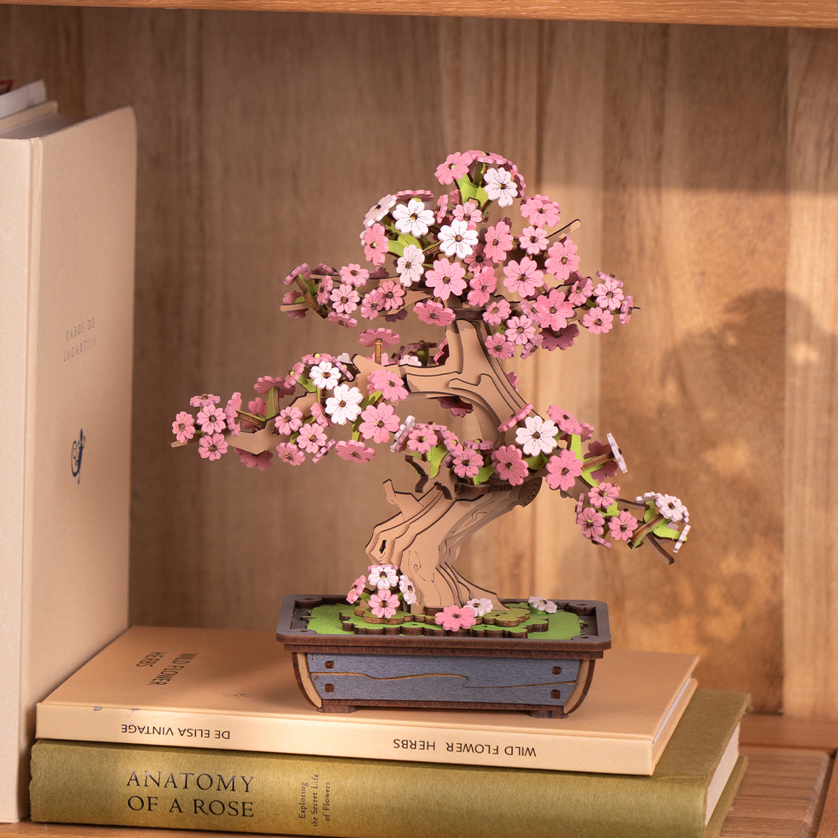 SAKURA BONSAI