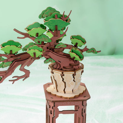 EVERGREEN PINE BONSAI