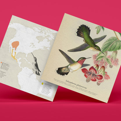 colibri